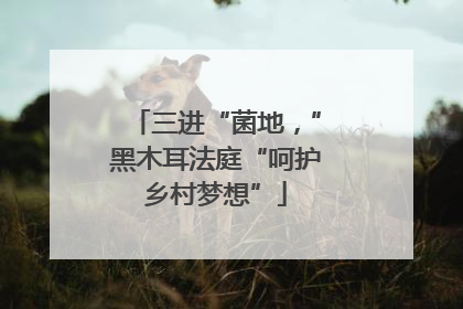 三进“菌地，”黑木耳法庭“呵护乡村梦想”