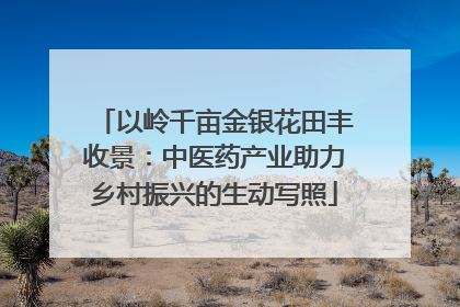 以岭千亩金银花田丰收景：中医药产业助力乡村振兴的生动写照