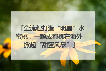 全流程打造“明星”水蜜桃，一颗成都桃在海外掀起“甜蜜风暴”