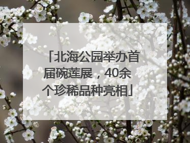 北海公园举办首届碗莲展，40余个珍稀品种亮相