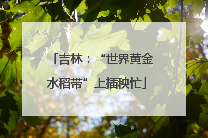 吉林：“世界黄金水稻带”上插秧忙