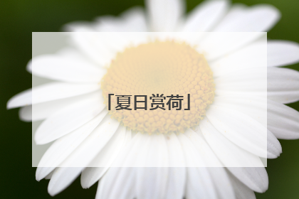 夏日赏荷