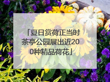 夏日赏荷正当时 茶亭公园展出近200种精品荷花