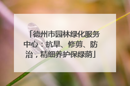 德州市园林绿化服务中心：抗旱、修剪、防治，精细养护保绿荫