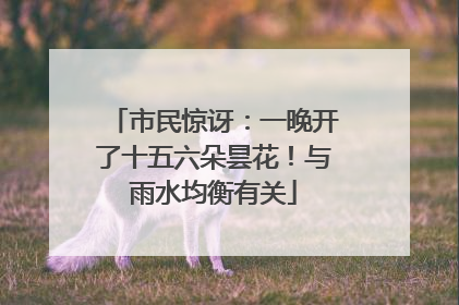 市民惊讶：一晚开了十五六朵昙花！与雨水均衡有关
