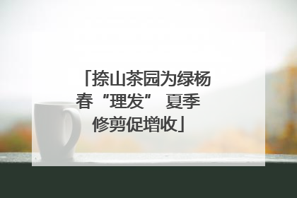 捺山茶园为绿杨春“理发” 夏季修剪促增收