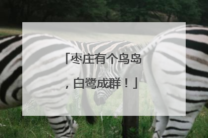 枣庄有个鸟岛，白鹭成群！