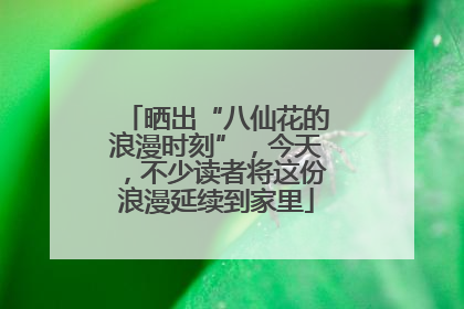 晒出“八仙花的浪漫时刻”，今天，不少读者将这份浪漫延续到家里