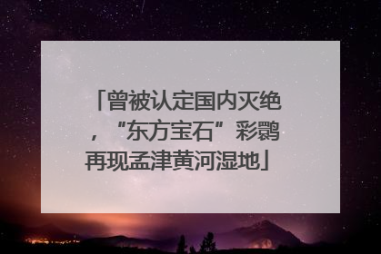 曾被认定国内灭绝，“东方宝石”彩鹮再现孟津黄河湿地