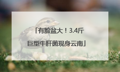 有脸盆大！3.4斤巨型牛肝菌现身云南