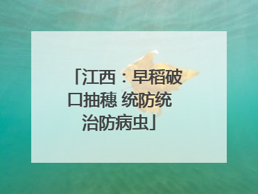 江西：早稻破口抽穗 统防统治防病虫