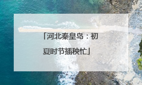 河北秦皇岛：初夏时节插秧忙