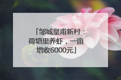 邹城皇甫新村：荷塘里养虾，一亩增收6000元