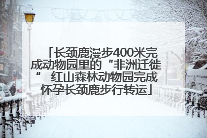 长颈鹿漫步400米完成动物园里的“非洲迁徙” 红山森林动物园完成怀孕长颈鹿步行转运