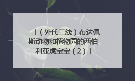 （外代二线）布达佩斯动物和植物园的西伯利亚虎宝宝（2）